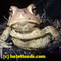 /home//u458753944/public_html/sourcegallery//Roxborough Toad Detour/2013-2019/2019/53879220_10218763677711976_6474836002434187264_o.jpg